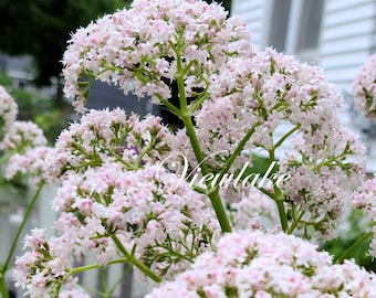 Valerian Plant (Valerian officinalis): Very Fragrant Pink Flowers, Healing Herb
