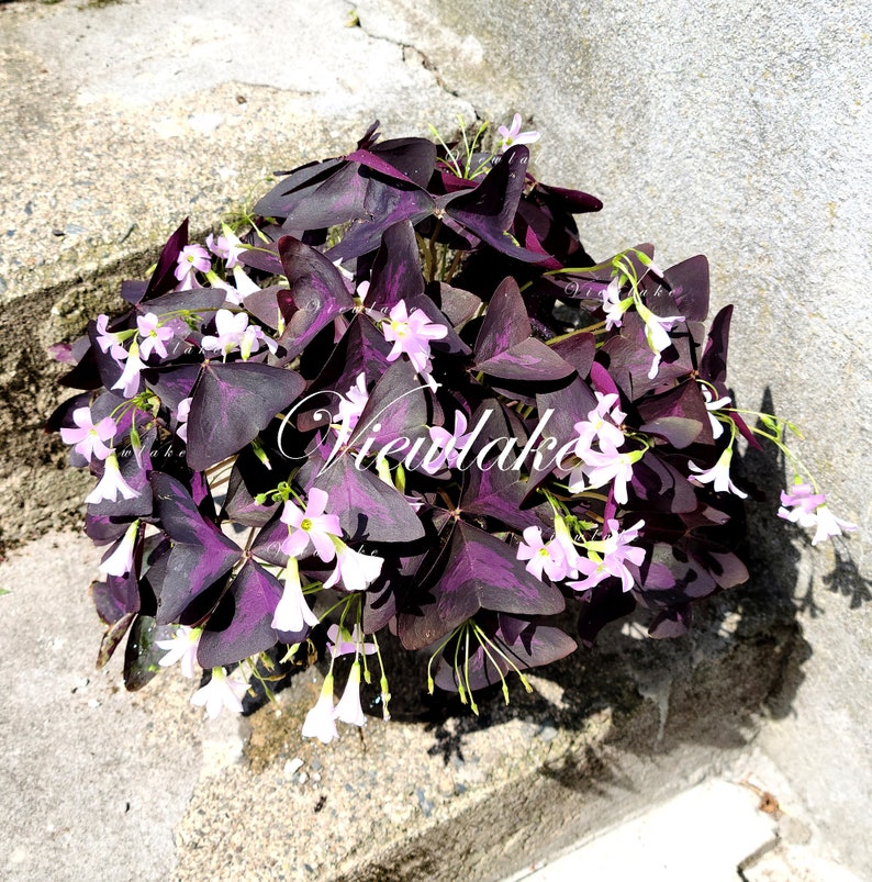 Three 3 Plants Oxalis triangularis 'Butterfly' Purple Shamrock House Plant or Garden Plant with Excellent Purple Foliage Perennial image 5