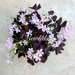 Three 3 Plants Oxalis triangularis 'Butterfly' Purple Shamrock House Plant or Garden Plant with Excellent Purple Foliage Perennial image 4