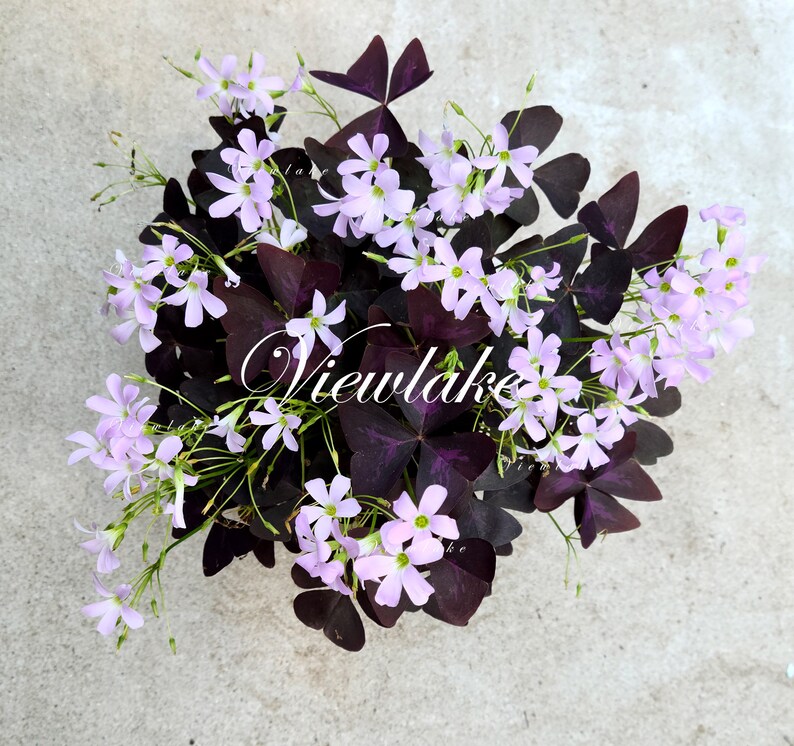 Three 3 Plants Oxalis triangularis 'Butterfly' Purple Shamrock House Plant or Garden Plant with Excellent Purple Foliage Perennial image 4