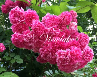 May include: A cluster of vibrant pink roses in full bloom, with layered petals and a lush appearance. Green leaves provide a contrasting backdrop. The word "Viewlake" is written in a cursive font across the image.
