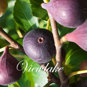 Honey-Sweet Fig Tree - Organically Grown - Live Fruit Tree - 1gal Size - 20-26&quot; Tall