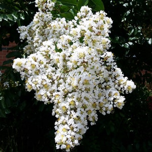 May include: Close-up of a cluster of white flowers with yellow centers, set against a backdrop of green leaves. The flowers are in full bloom, creating a dense, textured appearance. The image captures the natural beauty of the floral arrangement.