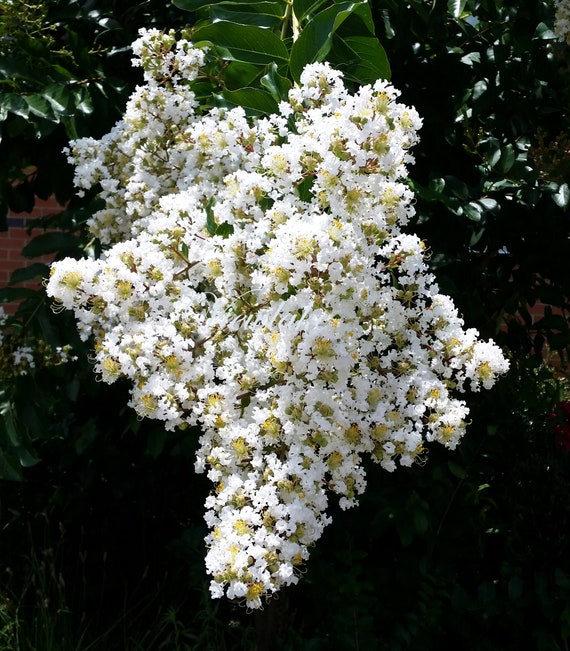 White Crepe Myrtle Tree: Fragrant Summer Blooms, Red Foliage in Fall
