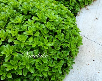 Sedum Joy Hardy Perennial Ground Cover Live Plants