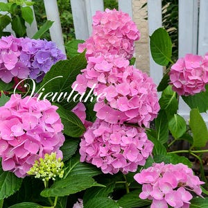 専用^_^新品未開封品hydrangea様バラメモまとめ売り This item is unavailable - Etsy