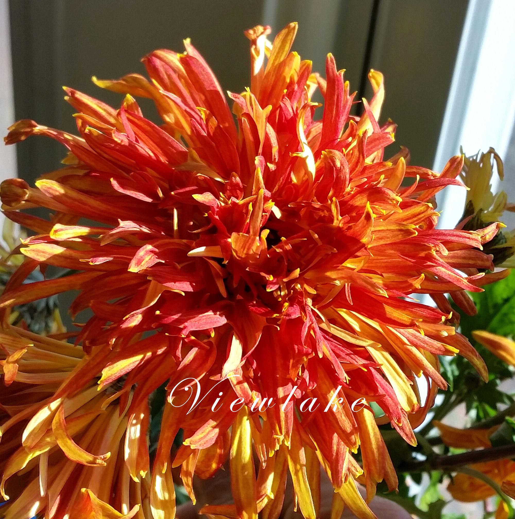 Rare Chrysanthemum 