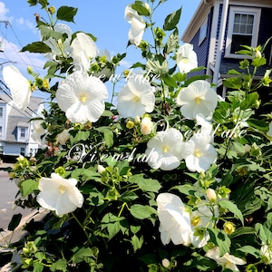 White Hardy Hibiscus Plant - Tall Perennial Starter Plant