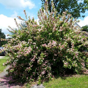 Paradise Weigela Bush With White and Pink Flowers Rare Shrub Live Plant Gift Multi-Colored Flowers 4 Container Sized image 4