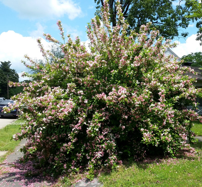 Paradise Weigela Bush With White and Pink Flowers Rare Shrub Live Plant Gift Multi-Colored Flowers 4 Container Sized image 4