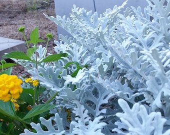 Dusty Miller Live Plant: Hardy Perennial Foliage for Garden Containers