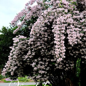 Pre-Order Beauty Bush Not from Seeds Linnaea amabilis Kolkwitzia amabilis Queen's Bush Live Plant Gift image 3