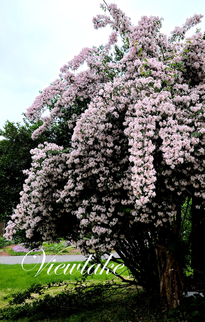 Pre-Order Beauty Bush Not from Seeds Linnaea amabilis Kolkwitzia amabilis Queen's Bush Live Plant Gift image 3