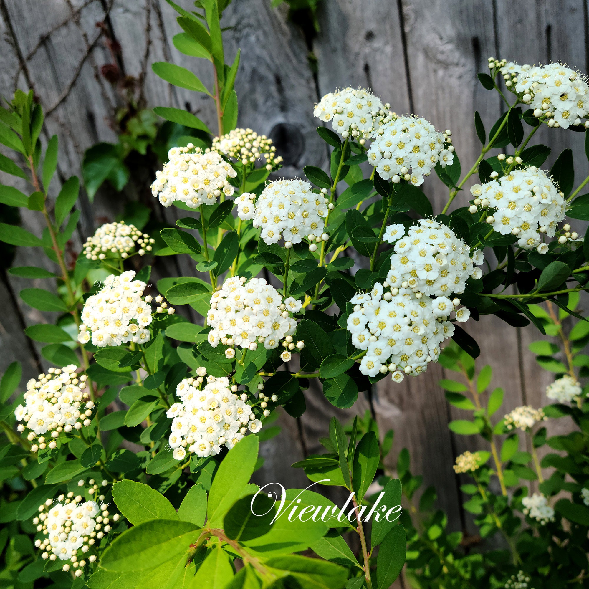 絵画 Reeves spirea Reeves Spirea - Bridal Wreath Spirea - Summer White Flowers