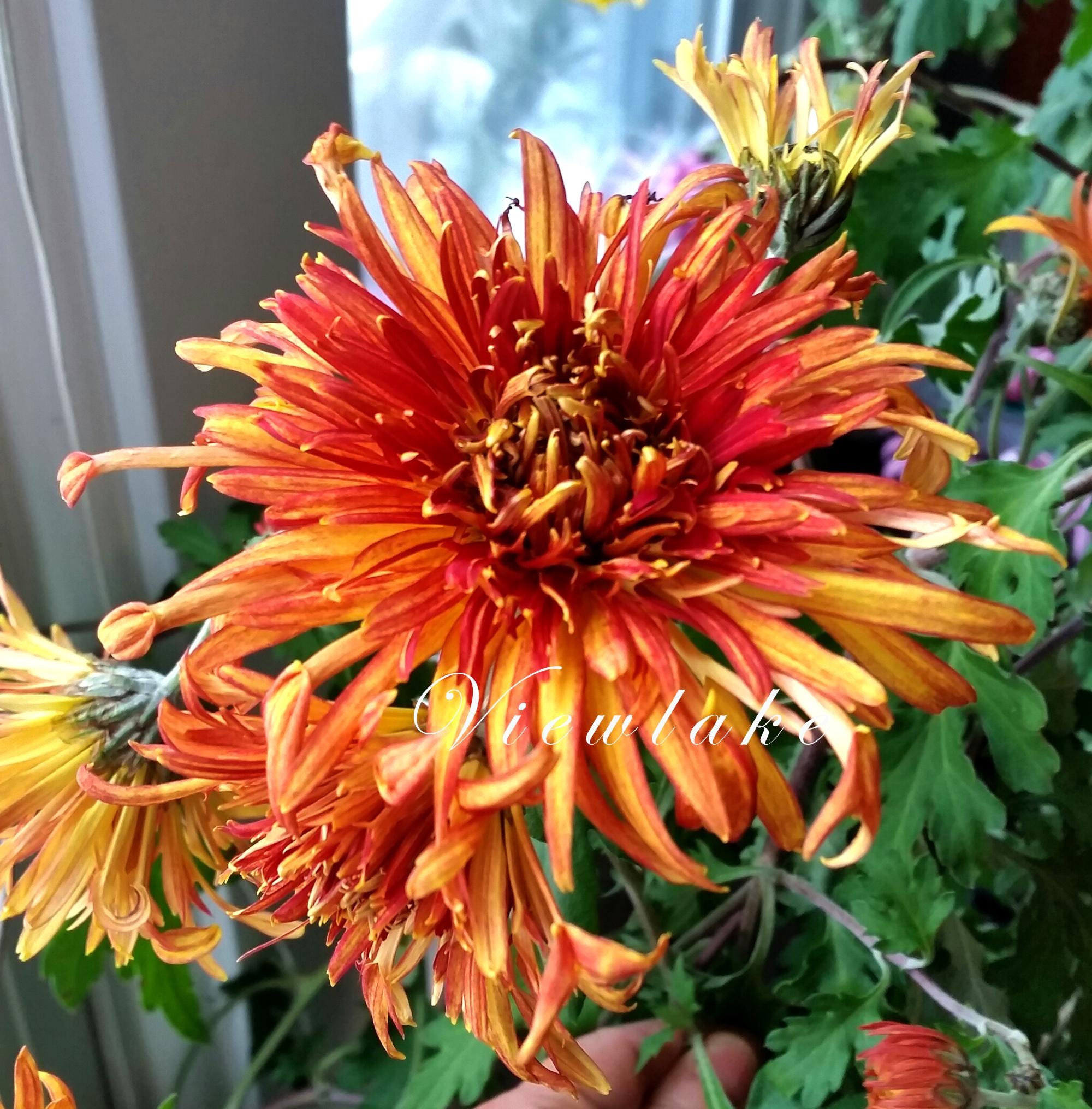 GENUINE Chrysanthemum Wood PRODUCTS　レア Rare Chrysanthemum 