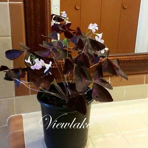 Three 3 Plants Oxalis triangularis 'Butterfly' Purple Shamrock House Plant or Garden Plant with Excellent Purple Foliage Perennial image 3