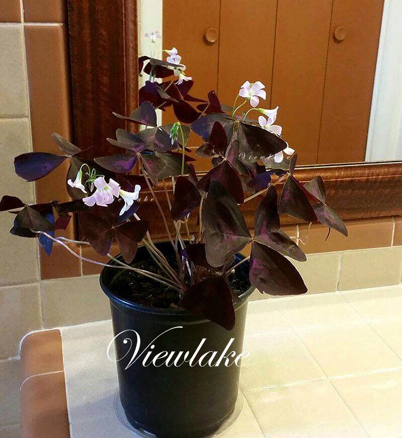 Three 3 Plants Oxalis triangularis 'Butterfly' Purple Shamrock House Plant or Garden Plant with Excellent Purple Foliage Perennial image 3