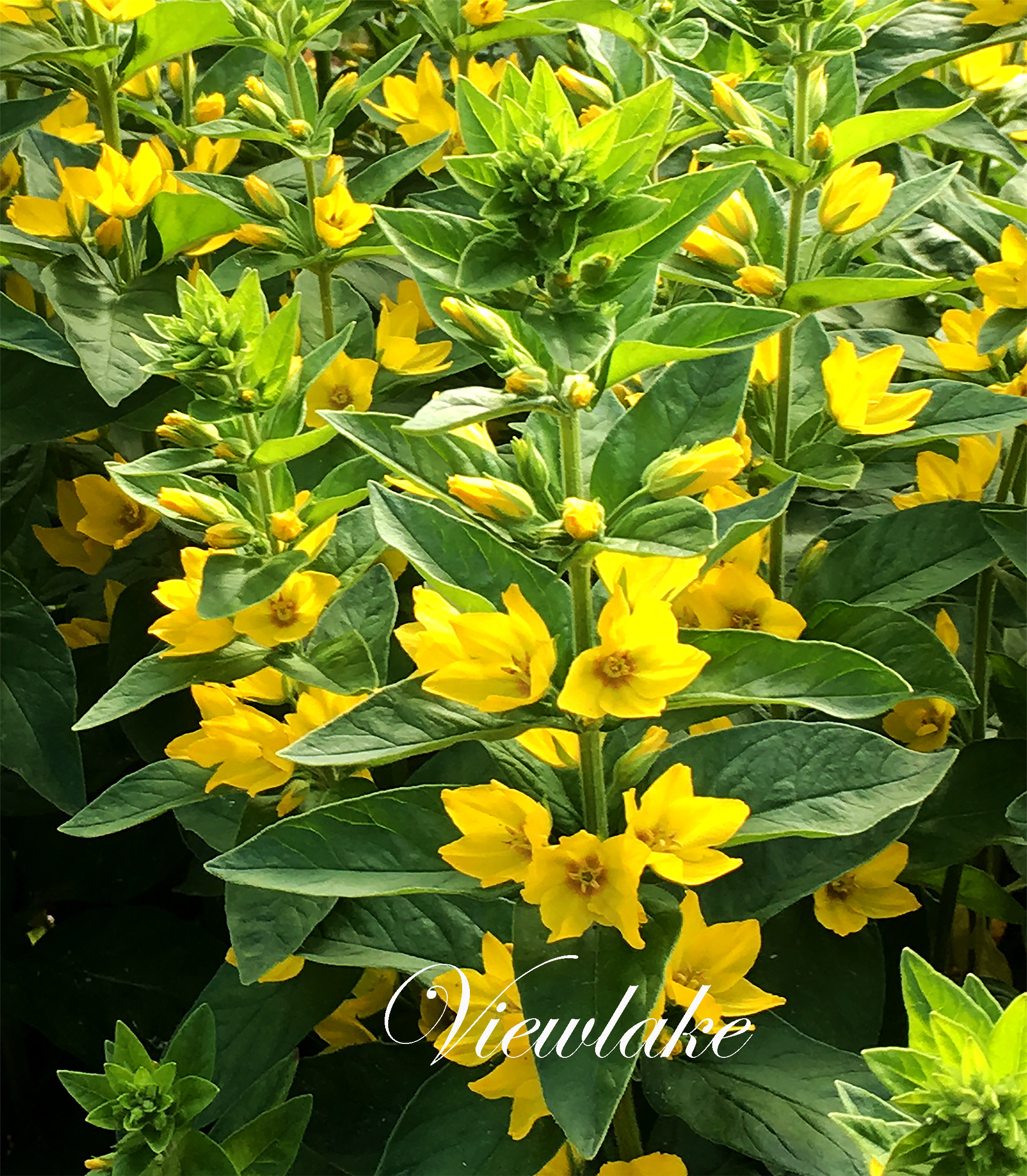Two 2 Strong Yellow Loosestrife Perennial Plants Etsy
