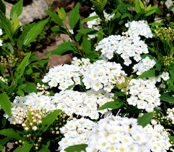 Organic Bridal Wreath Spirea, White Flower Spirea Bush, Live Plant
