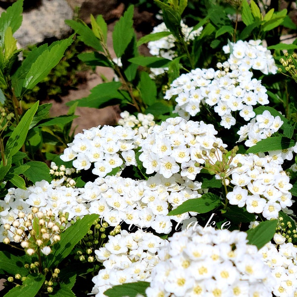 Bridal Wreath Spirea White Flowers Spirea Bush Live Plant