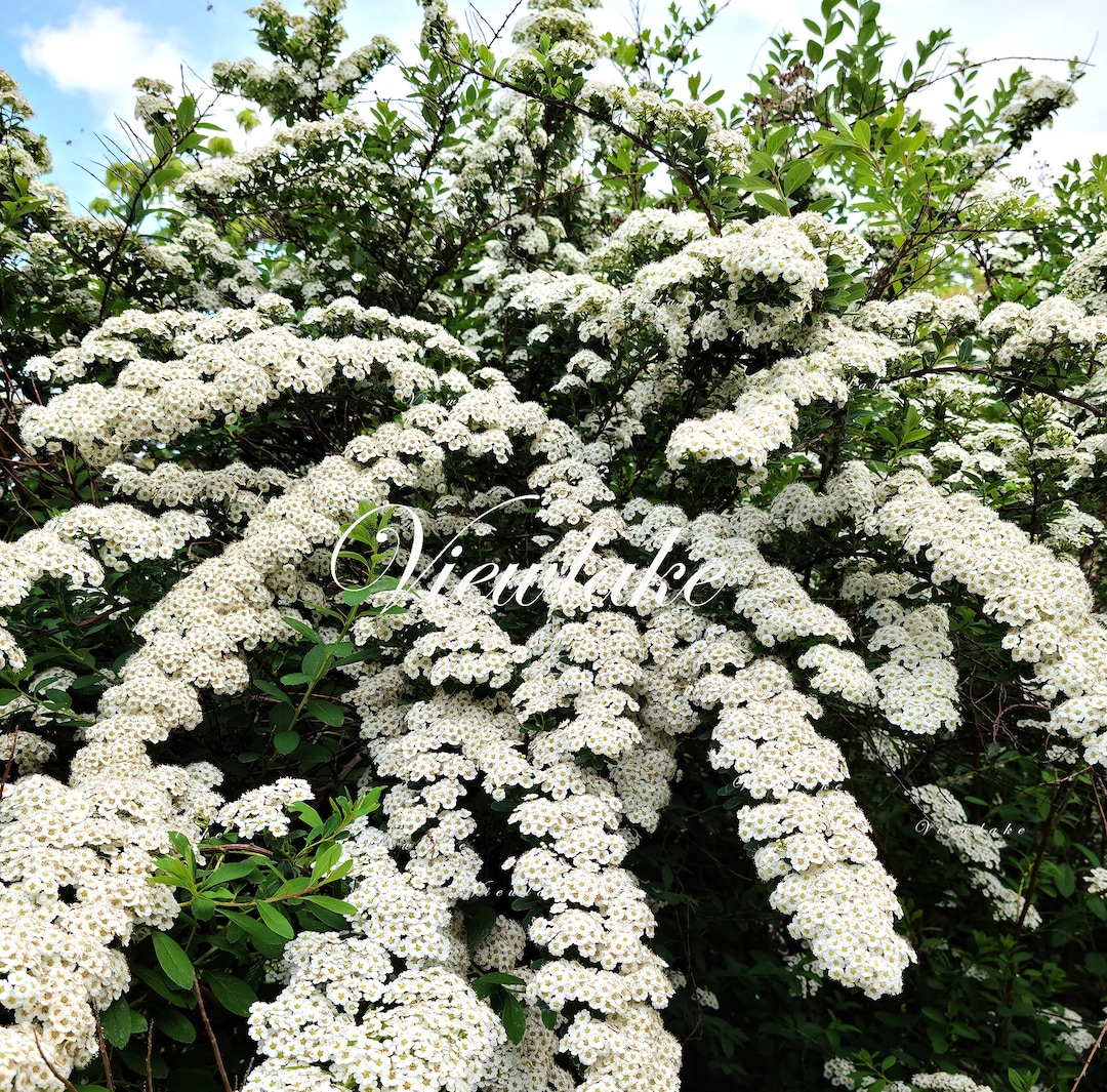 絵画 Reeves spirea il_1080xN.5919702842_fr03.jpg