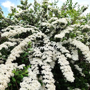絵画 Reeves spirea Reeves Spirea - Bridal Wreath Spirea - Summer White Flowers - Live