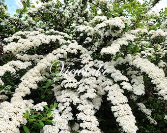 絵画 Reeves spirea Reeves Spirea - Bridal Wreath Spirea - Summer White Flowers