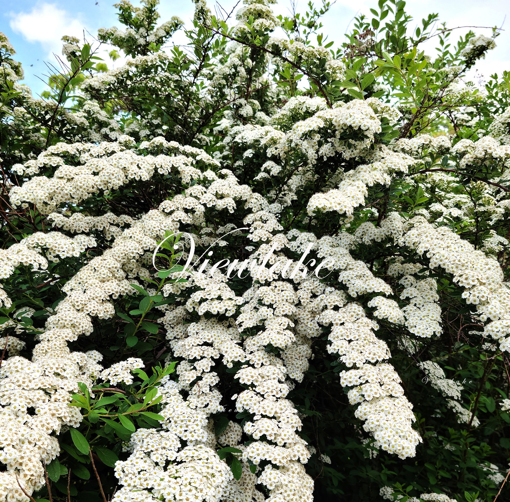 絵画 Reeves spirea Reeves Spirea - Bridal Wreath Spirea - Summer White Flowers