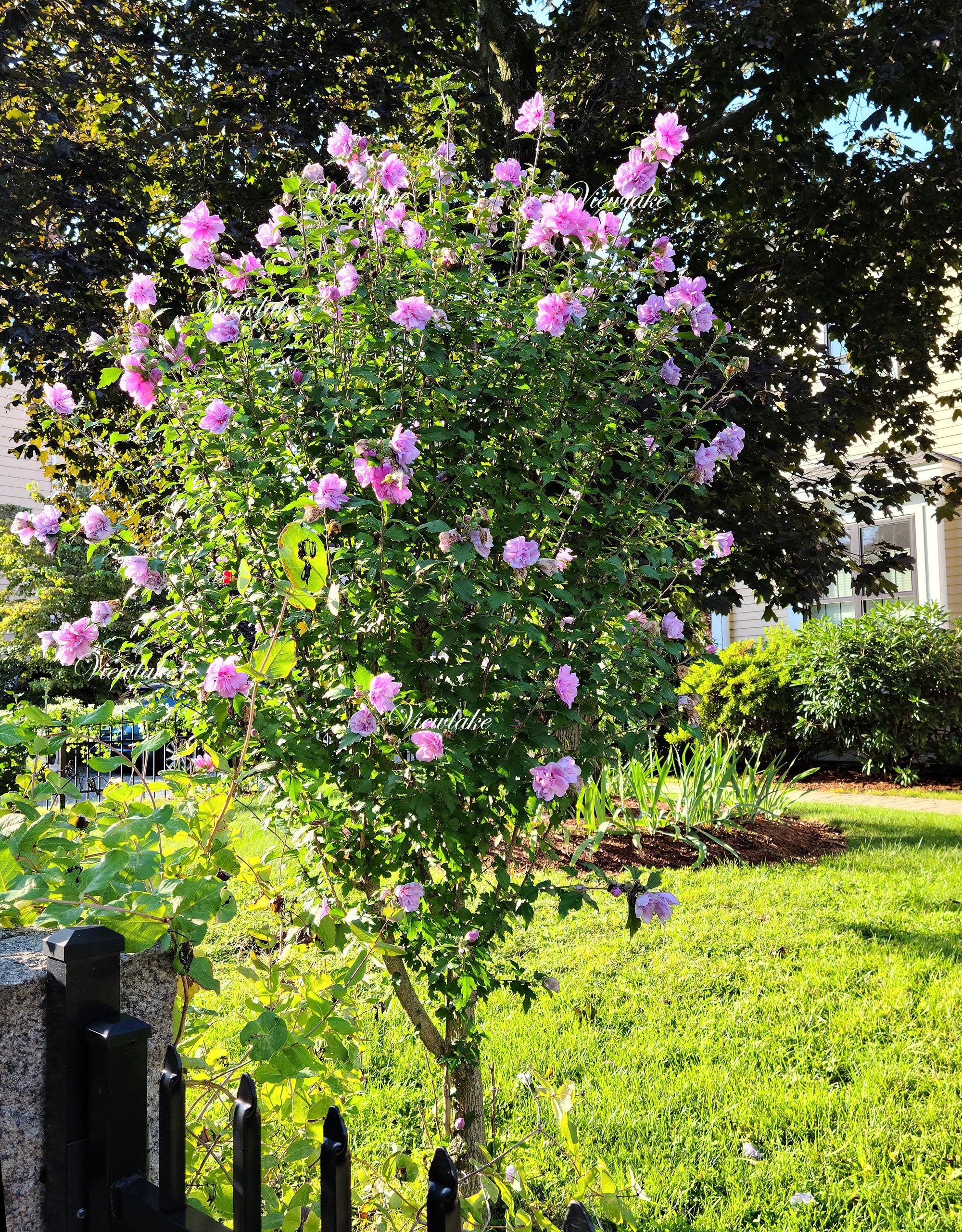 Lilac Pink Double Rose of Sharon Tree: Live Hibiscus Syriacus 'ardens' -  Etsy