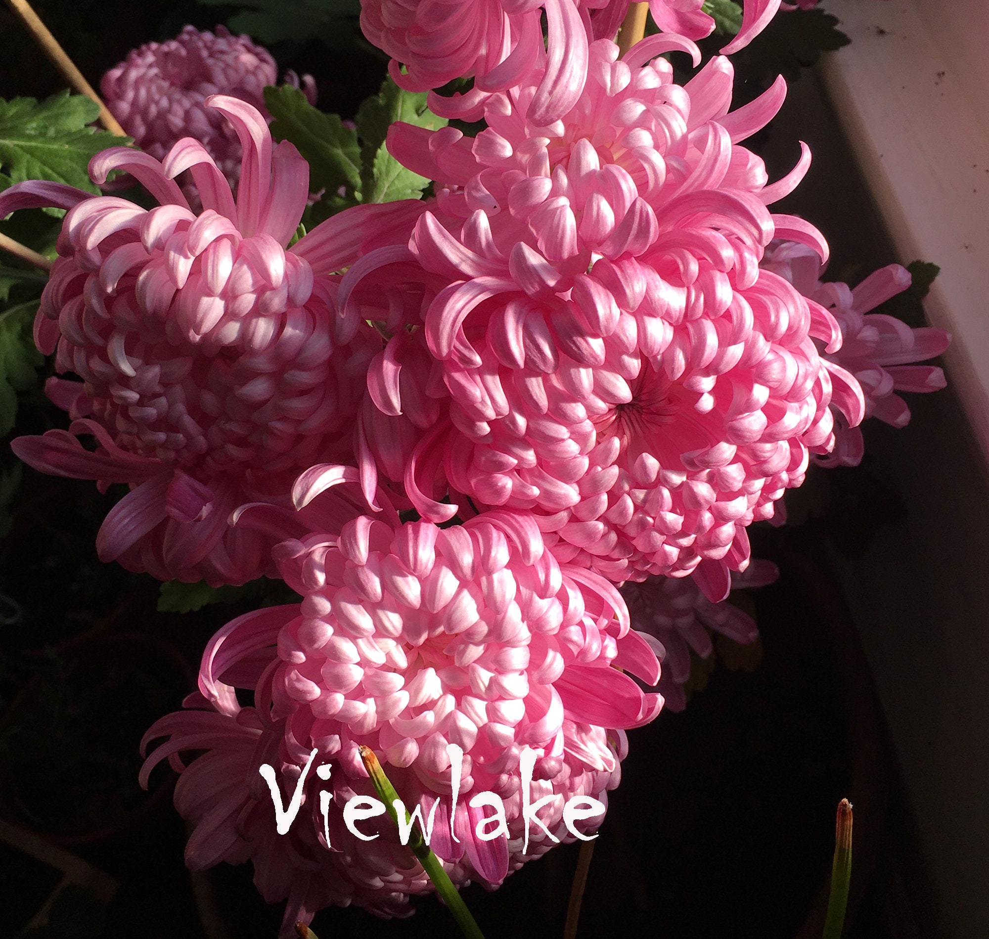 Rare Garden Chrysanthemum Pink Elegant 'Football Mum' Etsy