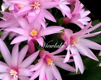 Pink Flower Easter Cactus - Organically Grown - 2" Container Size - Holiday Cactus Live Plant