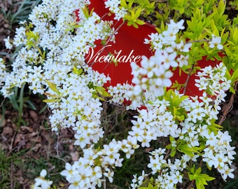 Lemon Garland Spirea Plant: Heat & Drought Tolerant, White Flowers, Zones 4-8