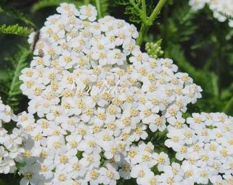 White Yarrow - Organically Grown Perennial - Live Plant Gift
