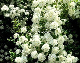 Bridal Wreath Spirea White Flowers Spirea Bush Live Plant, Hardy Zones 4-8