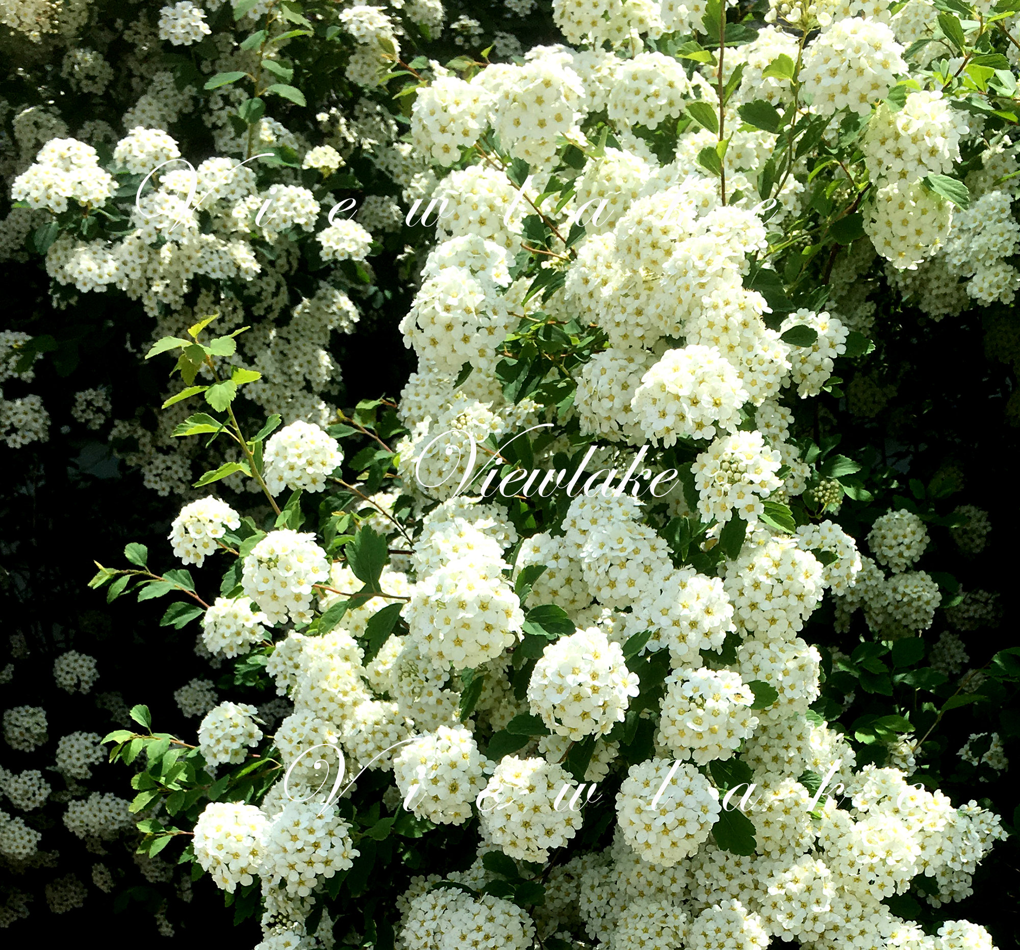 Organic Bridal Wreath Spirea, White Flower Spirea Bush, Live Plant