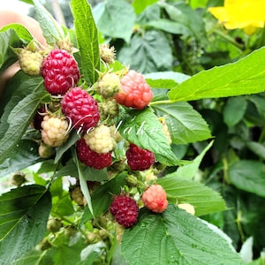 May include: Close-up of a raspberry plant with green leaves and clusters of ripe, red raspberries. Some berries are still pale yellow or pink, indicating varying stages of ripeness. The image is taken outdoors in natural light.