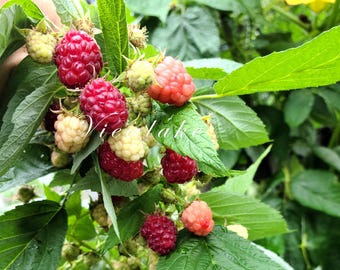 May include: Close-up of a raspberry plant with green leaves and clusters of ripe, red raspberries. Some berries are still pale yellow or pink, indicating varying stages of ripeness. The image is taken outdoors in natural light.
