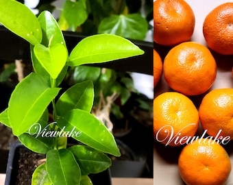 Mandarin Orange Tangerine Fruit Tree - 8-10” Tall Live Plant - Organically Grown Fruit Tree