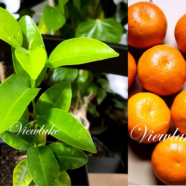 Mandarin Orange Tangerine Fruit Tree - 5-8" Tall Live Plant - Organically Grown Fruit Tree - Plant Gift