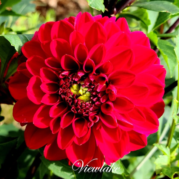 Rare Cold Hardy Red Dahlia - Medium Height Red Dahlia - Bloom Summer to Frost - Great as a Center Piece