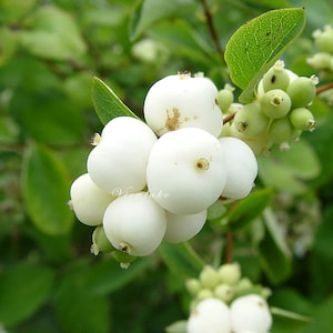 May include: A cluster of round, opaque white snowberries growing on a branch with green leaves. The berries have a smooth, matte texture with small brown tips at the base. The word Viewlake is printed in small white cursive text on the berries.