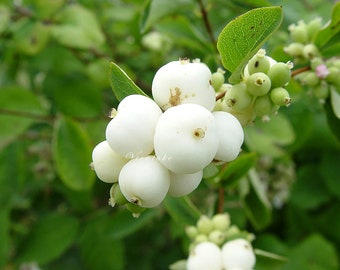 Snowberry Shrub Symphoricarpos Albus - 4" Container Sized Plants with Good Roots - Zone 3-7