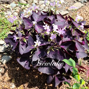 Three 3 Plants Oxalis triangularis 'Butterfly' Purple Shamrock House Plant or Garden Plant with Excellent Purple Foliage Perennial image 7