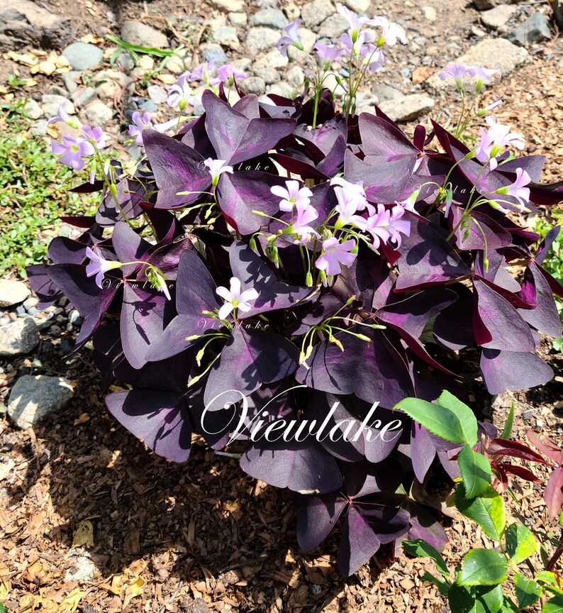 Three 3 Plants Oxalis triangularis 'Butterfly' Purple Shamrock House Plant or Garden Plant with Excellent Purple Foliage Perennial image 7