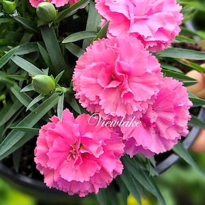 Pink Double Dianthus "Double Love", Evergreen Groundcover, 6”-container-size