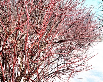 Red Dogwood Bush Cornus sericea in 10" Container Size