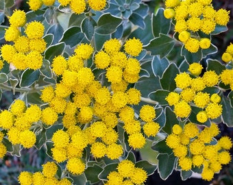 Variegated Chrysanthemum Plant: Gold & Silver Foliage, Yellow Blooms - Perennial