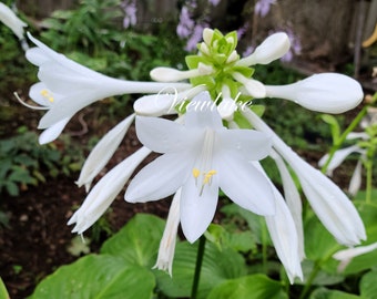 King Hosta with Large Fragrant White Flowers - Garden Plant -Live Plant Gift