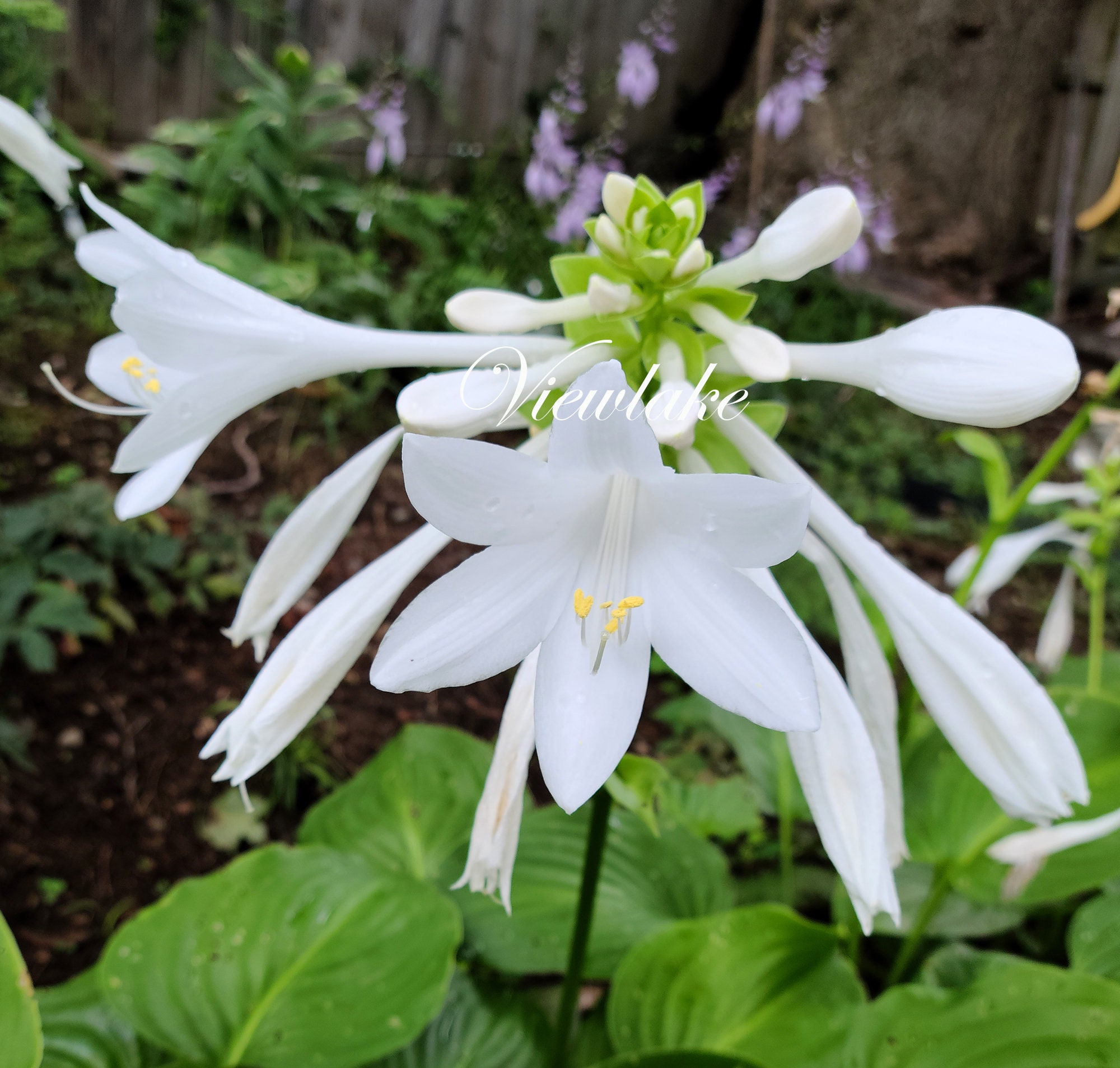 Hosta Plants With White Flowers Blue Hostas! Love Hostas! These Would