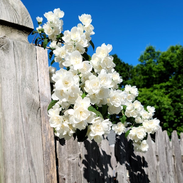 Mock Orange "Fair Lady" Philadelphus virginalis - Hardy Live Plant - Summer White Blossoms - 20" Tall Live Plant